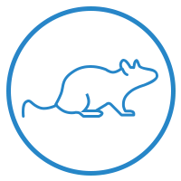 icone-rat-nuisible1