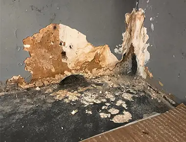 Rravail de rebouchage contre les souris avec de la maille de fer mastic antirongeur dans un local de 96 m2 paris 13eme avant